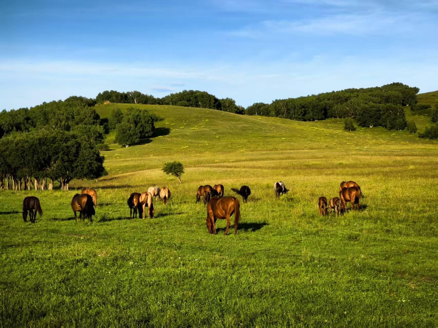 Tour di un giorno a Chengde, Hebei: Weichang Mulan, Parco Forestale di Saihanba e Ulan Butong con servizio in inglese