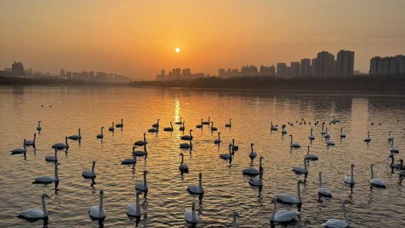 【冬日限定】三門峽天鵝湖濕地公園+潼關古城一日遊（西安來回）