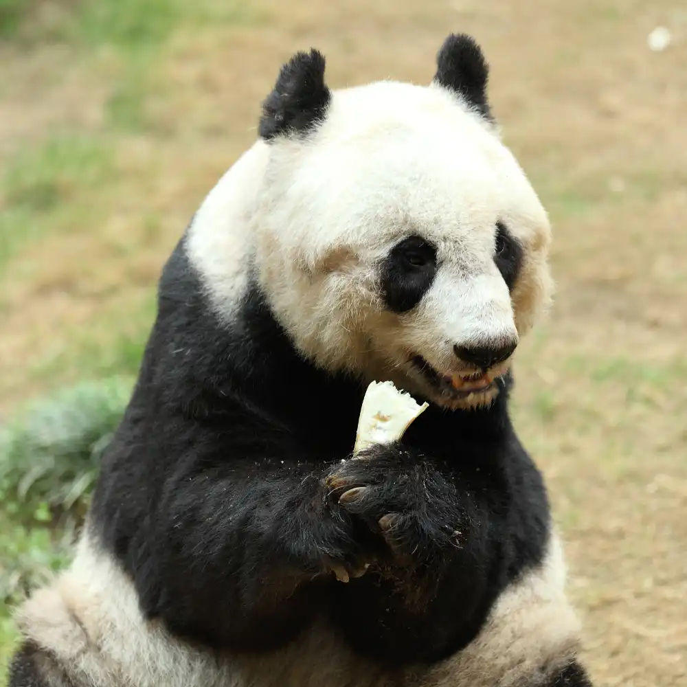 Dujiangyan + Panda Valley + Zhongshuge + Yangtianwo Square Private