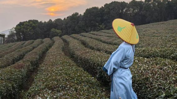 Intangible Cultural Heritage Tea Picking in Yanglou Cave