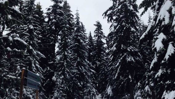 溫哥華包車一日遊：林恩峽谷+松雞山+卡皮拉諾吊橋公園|不含票