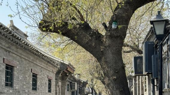 Passeio noturno pelos hutongs de Pequim + jantar de pato laqueado + massagem de reflexologia chinesa com guia turístico em inglês + transporte + refeição + massagem