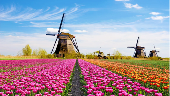 Paesi Bassi, Amsterdam: Villaggio dei mulini a vento di Zaanse Schans con degustazione di formaggio e visita alla fabbrica di zoccoli di legno