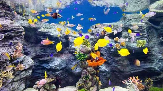 Vé vào cổng Thủy cung Lotte World tại Seoul (Lotte World + bể cá khổng lồ + thế giới đại dương đáng yêu + tùy chọn Lotte World/đài ngắm cảnh Seoul Sky)