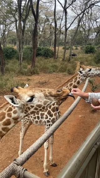 Half-day tour to Sheldrick Wildlife Trust Nursery, Giraffe Centre and Karen Blixen Museum in Nairobi, Kenya