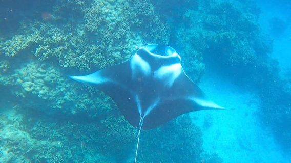 Bora Bora: Full day Lagoon Safari & Lunch on a Motu - ST