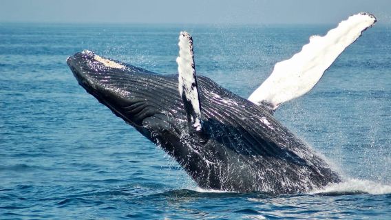 Sailing and Whale Watching in East Coast Sri Lanka!