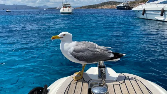 Olbia: Boat tour to watch Dolphins and snorkeling