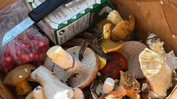Pilze, Pflanzen & Beeren sammeln mit einer Biologin