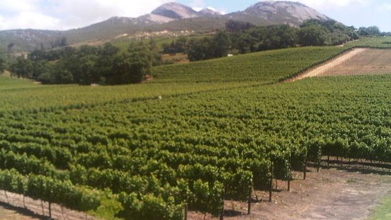 StellenboschTours