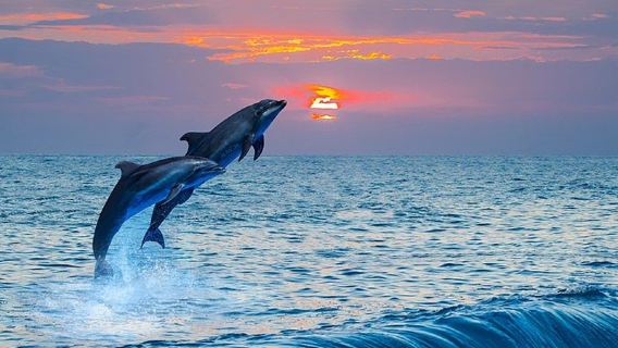 Île de Panglao : Excursion d'une journée pour observer les dauphins et faire de la plongée avec tuba à Balicasag|Rencontre inattendue avec une tortue de mer