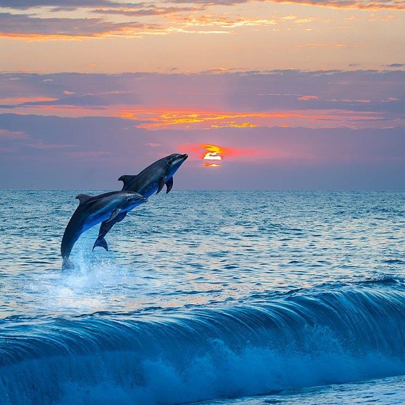 보홀 섬: 돌고래 관찰 + 발리카사 스노클링 당일 치기 여행 | 바다거북과의 만남