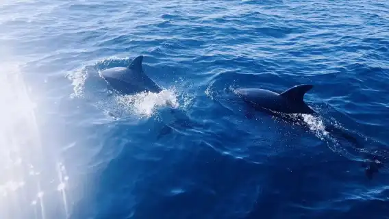 フィリピン ボホール島イルカウォッチング＆パミラカン島
