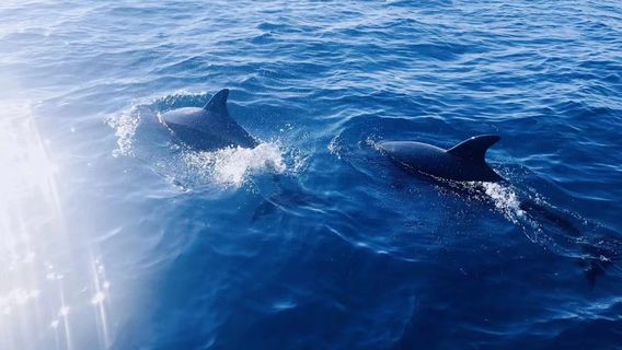 フィリピン ボホール島イルカウォッチング＆パミラカン島