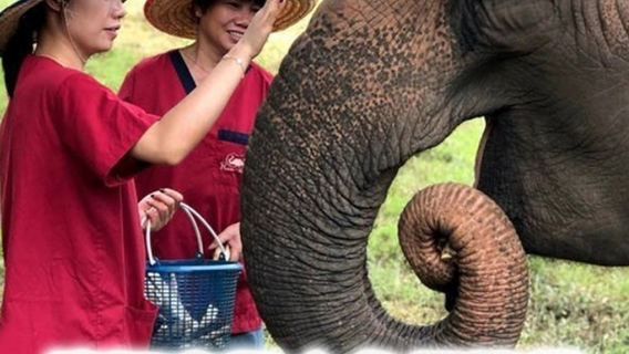 Mae TaengTours