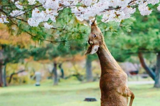 日本京都清水寺一日遊