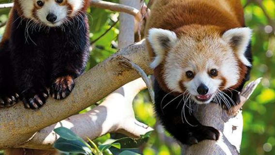 Loro Parque: Entry Ticket + Transport