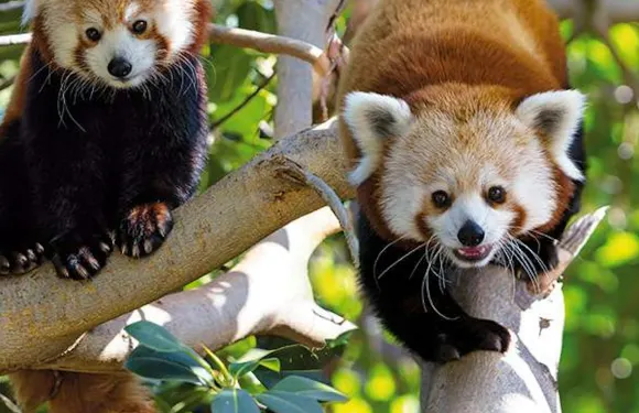 Loro Parque：入場門票 + 交通