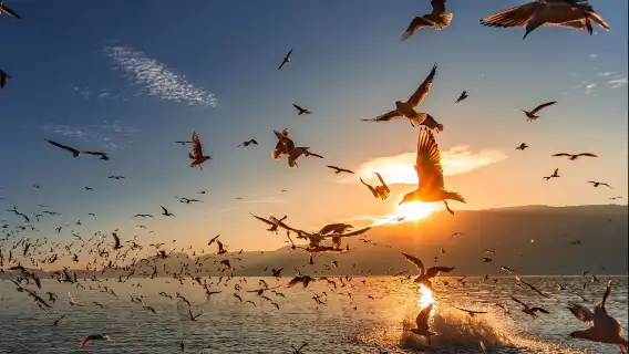 昆明全鏡翻譯/導遊/地陪 | 人文景點翻譯/商務翻譯| 景點遊玩| 英文/俄文/小語種| 歡迎諮詢