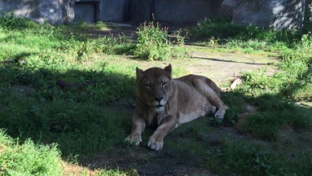 日本札幌來回美瑛青池富良野/可小樽登別北海道多日包車-精選