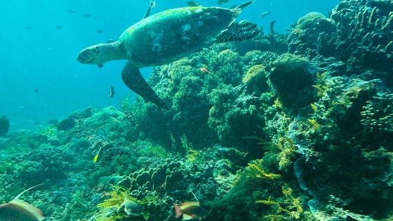 Von Bali: 4-Punkte-Schnorchel-Tagesausflug nach Nusa Penida