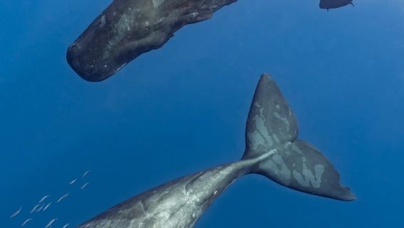 毛里求斯特色體驗