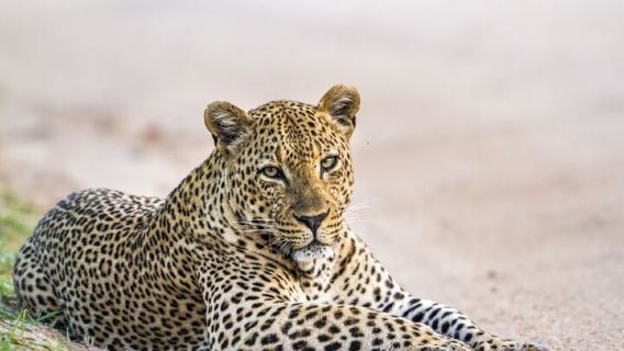 TissamaharamaTours