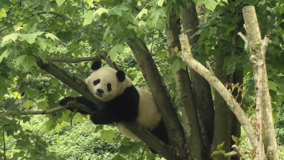 Pangkalan Wolong Panda + Dujiangyan Selfie Panda dan Lawatan Sehari Kedai Buku Zhongshuge