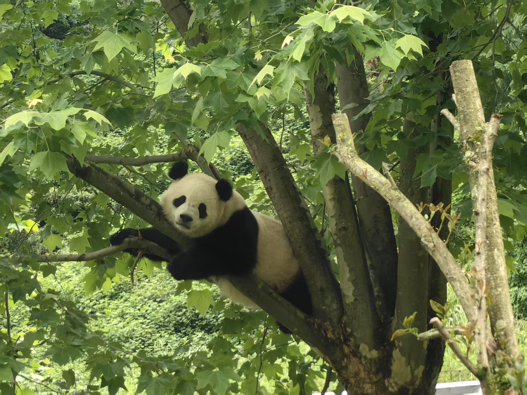 Wolong-Pandazentrum + Dujiangyan Selfie-Panda und Zhongshuge-Buchhandlung Tagesausflug