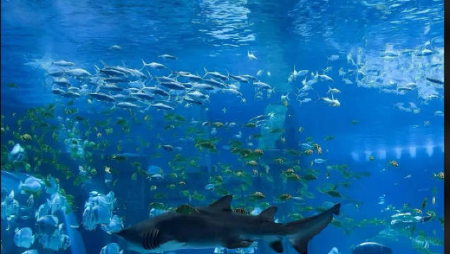 新加坡海洋生態館+濱海灣花園【中文專車-行程可定制】