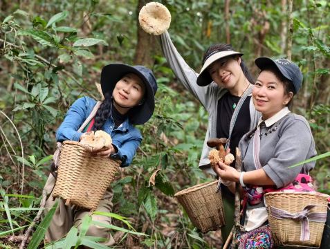 西雙版納大渡崗撿菌子採蘑菇+菌子可帶走/現場加工一日遊