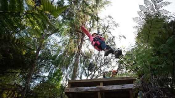 Coromandel: esperienza di tour guidato in zipline