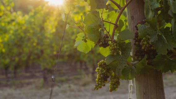 From Portland: Willamette Valley Wine Tasting Tour