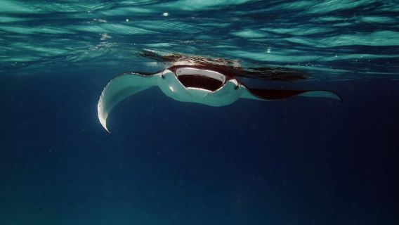 Desde la bahía de Keauhou: tour nocturno de mantarrayas