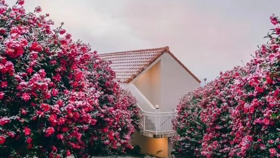 Остров Чеджу + Радужная дорога + Королевство плюшевых медведей + Daepo Jusangjeolli Cliff + Камелия- Хилл