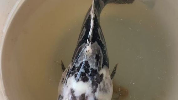 Глубоководная рыбалка + по желанию рыбалка на тунца/острова Сиша + эхолот + профессиональные рыболовные снасти + обучение инструктора