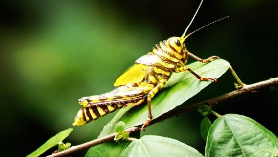 เกปอส: ทัวร์ชมอุทยานแห่งชาติมานูเอล อันโตนิโอพร้อมไกด์