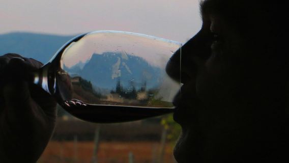 Mallorca: Guided Winery Tour + Transfer + Wine Tasting