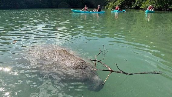 Manatee Season Guided Paddle Tour from Virginia Key