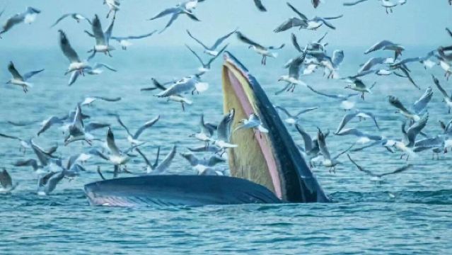 北海潿洲島超近距離偶遇觀鯨一日遊(遊艇出海看鯨魚追鯨魚)