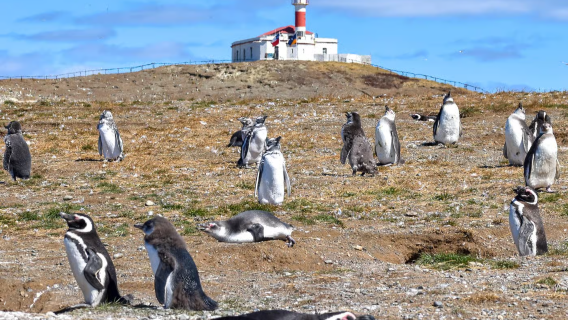 Şili Punta Arenas Magdalena Adası + Marta Adası Yarım Günlük Tur | Penguenlerle Yürüyüş