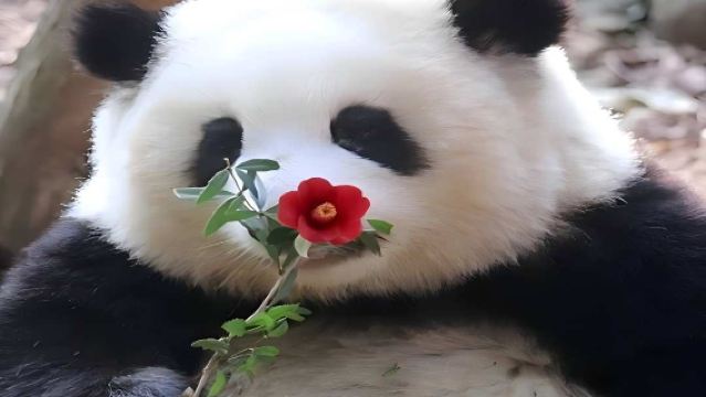 熊貓谷+都江堰+青城山【包車一日遊1單1團1車-上門接送】