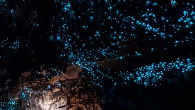 奧克蘭來回一日遊【愛歌頓農場+藍泉+漢密爾頓花園】