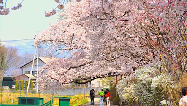 Snow Crab Feast + Skiing and Fruit Picking 1-Day Tour (Departing from Shinjuku · Includes Tofu Skin Making Experience)