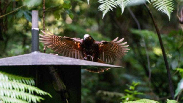 Excursión guiada por el bosque primario de la Reserva Maungatautari en Hamilton, Nueva Zelanda