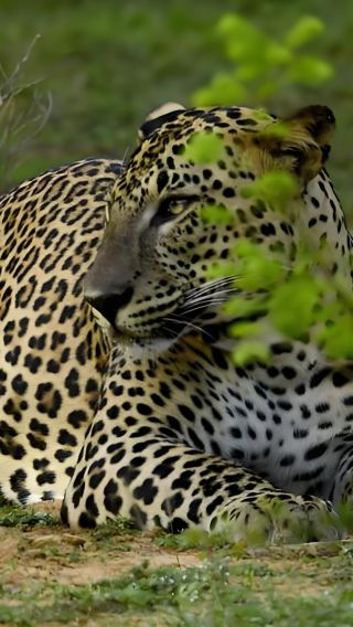 From Colombo, Sri Lanka: Yala National Park + old town of Galle and its fortifications (admission ticket/leopard watching not included)