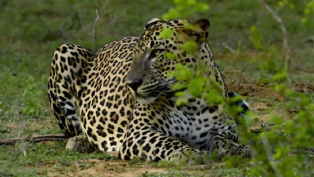 Yala National Park + Old Town of Galle and its Fortifications (admission ticket not included) Leopard Watching Tour | Departing from Colombo
