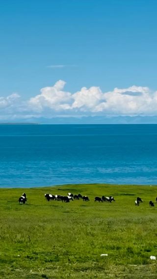 1-day private tour of Qinghai lake (departing from Xining)