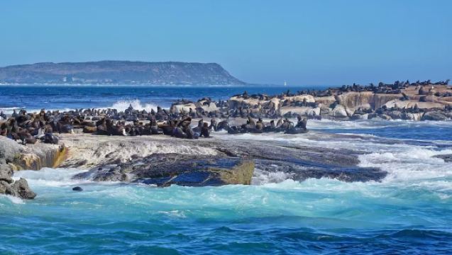 Tour di un giorno nella penisola di Città del Capo, Sudafrica [Capo di Buona Speranza + Hout Bay + Boulders Beach] con trasferimento incluso