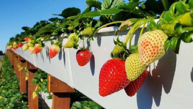 Los angeles Tanaka farms + Laguna beach + Capt. Dave's Dana Point dolphin & whale watching safari (admission ticket not included)